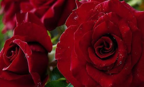 喜欢牡丹，不如养盆“珍稀玫瑰”黑魔术玫瑰，妩媚动人，艳压群芳