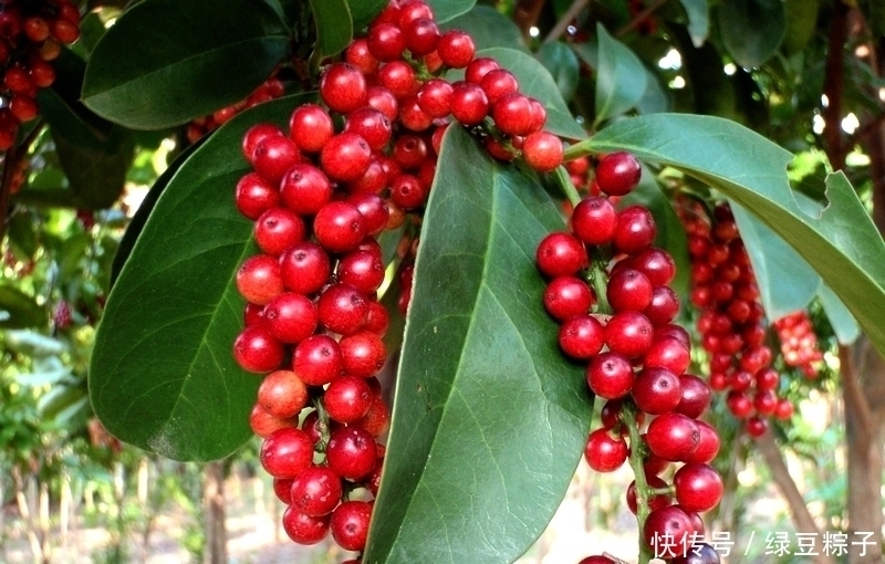 补肾|一味药泡水喝，补心、补肝、补脾、补肺、补肾，五脏健康延年益寿