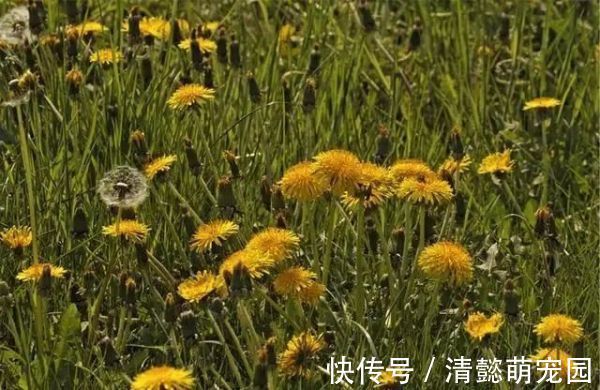 排毒|蒲公英,被称为“药草皇后”,请记住“6功效、7搭配、8禁忌”