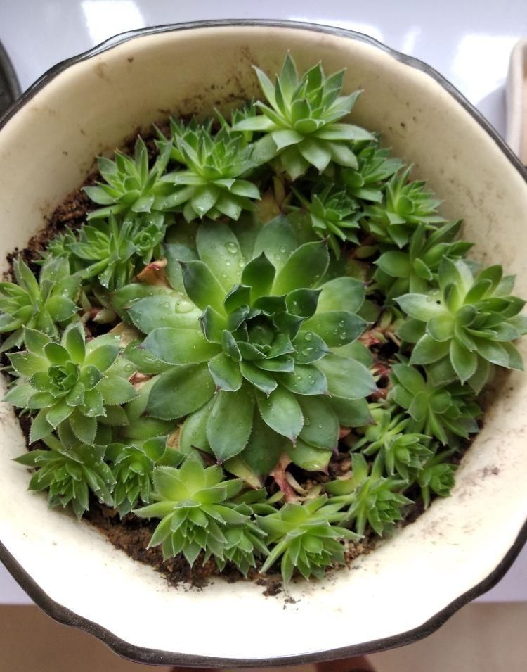 杆子|多肉撸光叶子,呼呼冒出10个头,越虐长得越旺