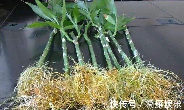 花卉|悄悄告诉你,养花高手都会的10个“小妙招”,学会以后,事半功倍