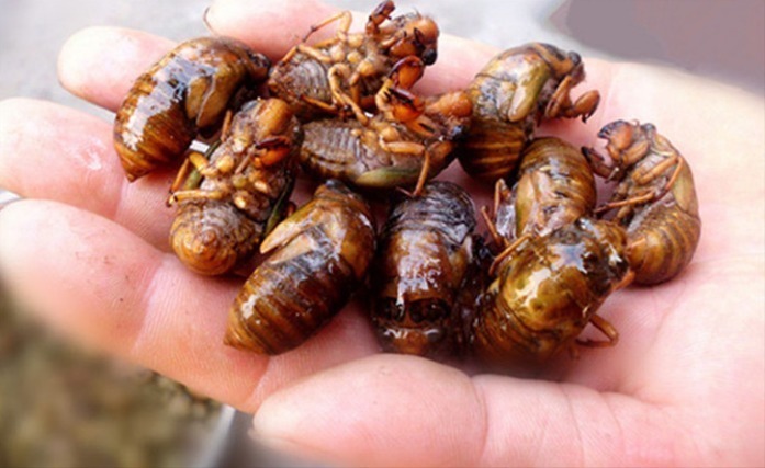 知了|夏天吃知了猴,记住“3种能吃2种不吃”,吃对才健康,不懂快看看