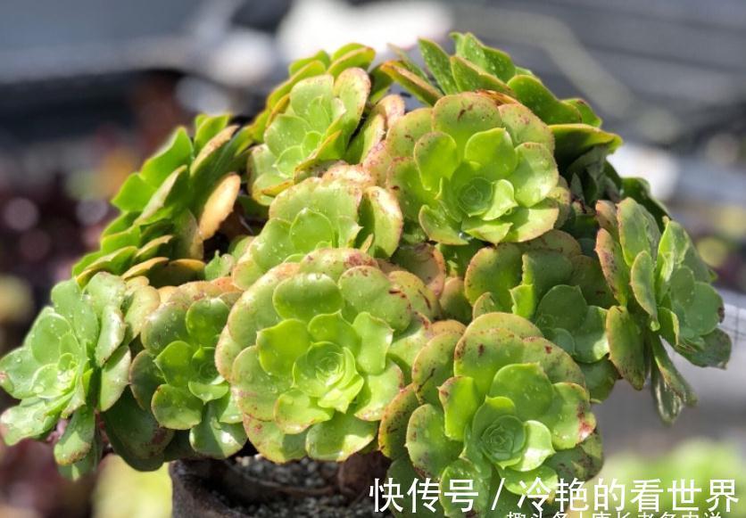 法师|多肉八尺镜和绿羊绒法师,一个叶片平滑如镜,一个聚拢后形似玫瑰