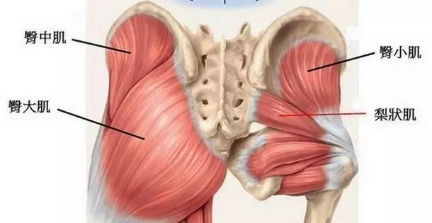 臀大肌|号称“中国第一美臀女神”姜黎明她将臀部练到极致,让人羡慕