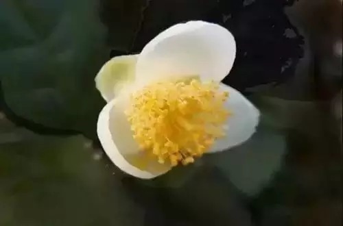 瑞香花|全国56市市花,太美了