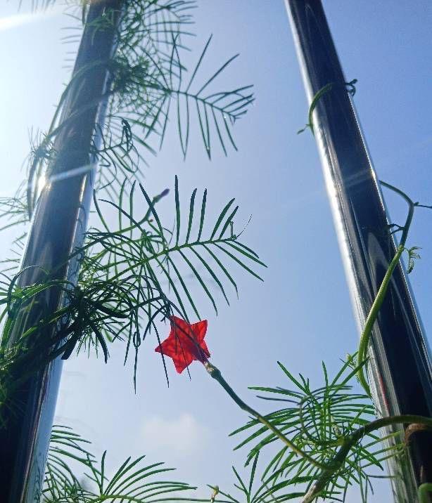 牵牛花|很容易养活繁殖的3种“漂亮花”,长得到处都是,开花也挺多的