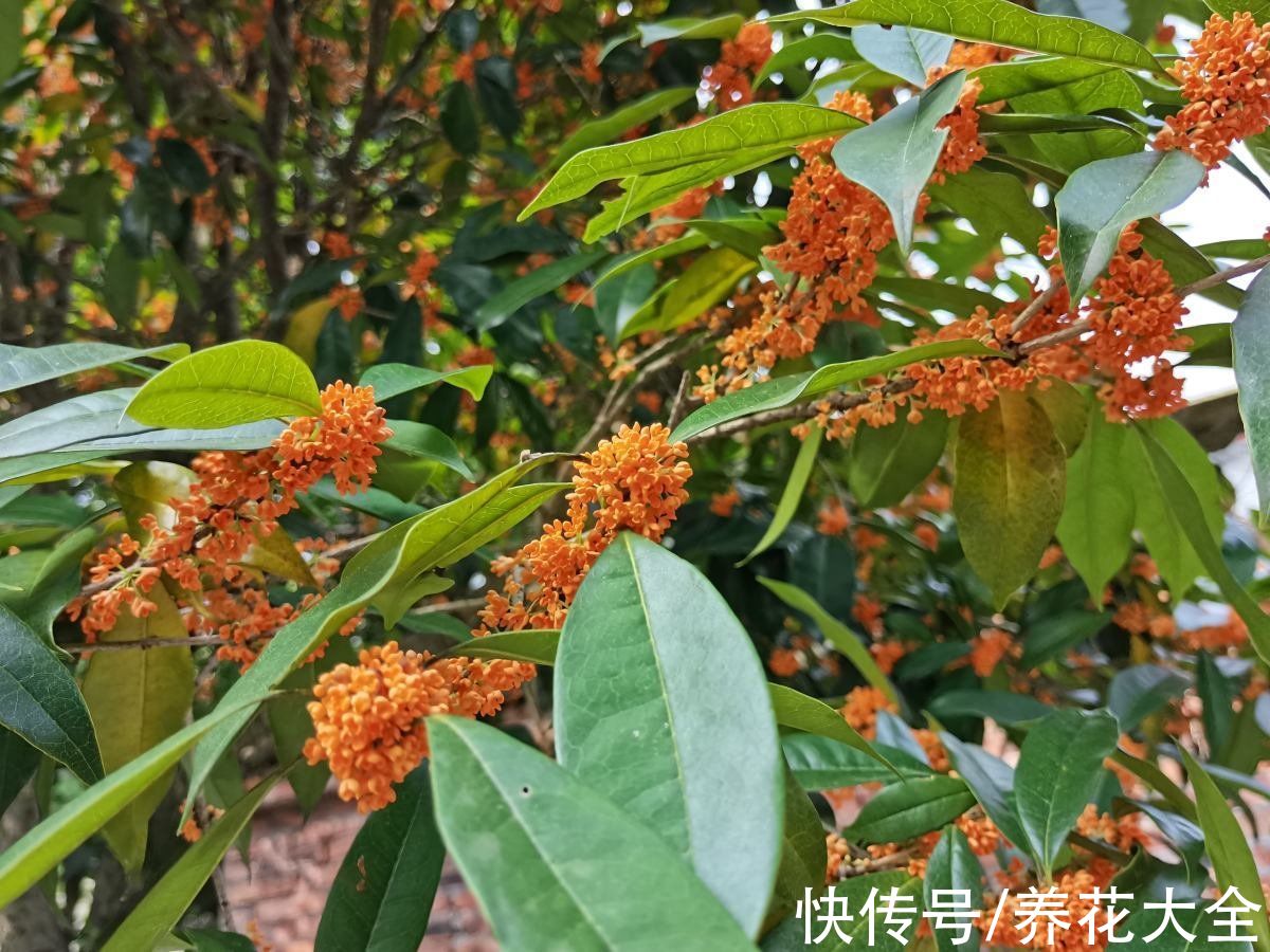 铃兰|今日12星座好运花，“运势”和花更配哦，你的幸运花是哪种？