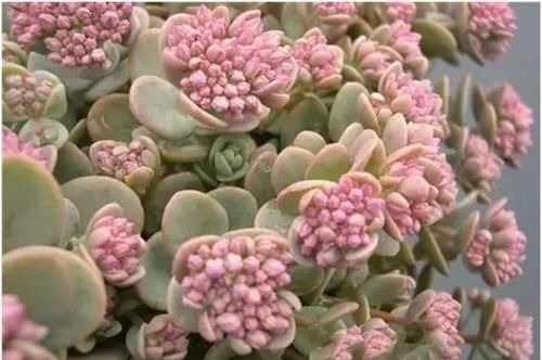 这些多肉植物不该开花,开花及时剪掉,不然越长越瘦