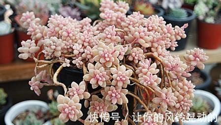 养分|养多肉植物,给它浇2种水,不施肥也能越长越胖!