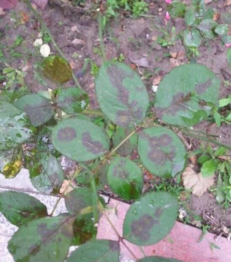 月季要死掉了怎么办,用这些方法可以挽救