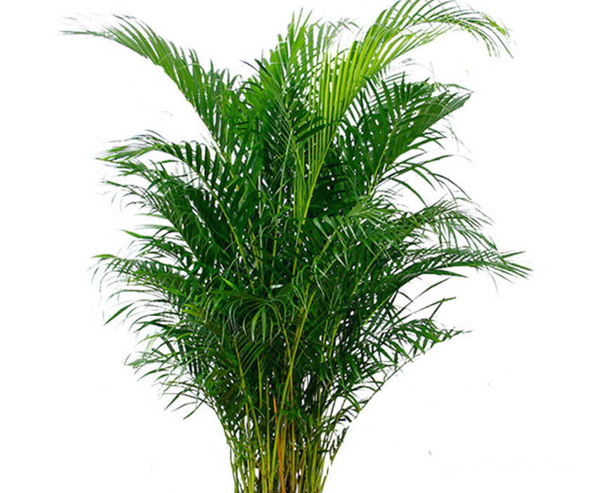 阿司匹林|养花常备六种东西,经常用一点,不烂根、不黄叶,年年长的旺