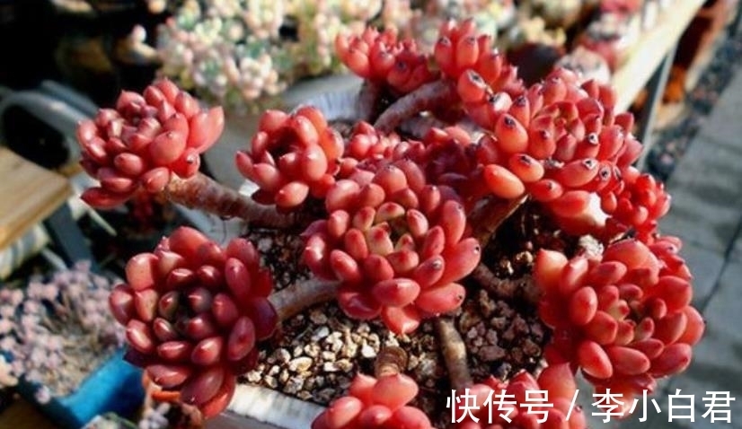 秋天养多肉红宝石,趁早做好3件事,叶片饱满红彤彤,真美