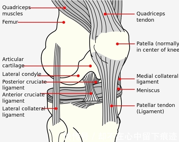 膝盖|你的膝盖还好吗？