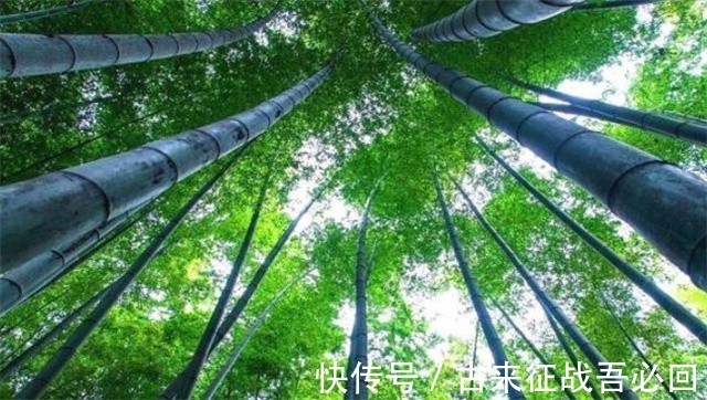 技艺|竹海飞人8岁爬竹子,年过半百仍在竹上行走,今无人传承境地尴尬