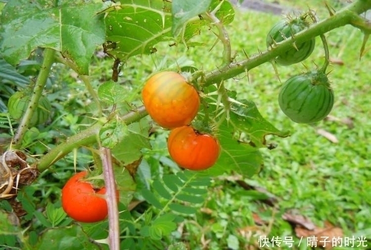 止咳|入秋后不容错过此野果,能活血散瘀,止咳平喘,治牙痛,你认识吗