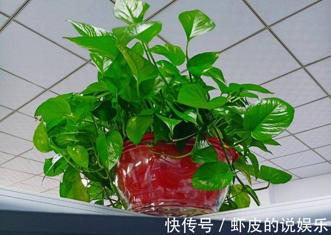 空气|12种“健康花”,家里没太阳,照样长爆盆,贵气漂亮,旺家又养人