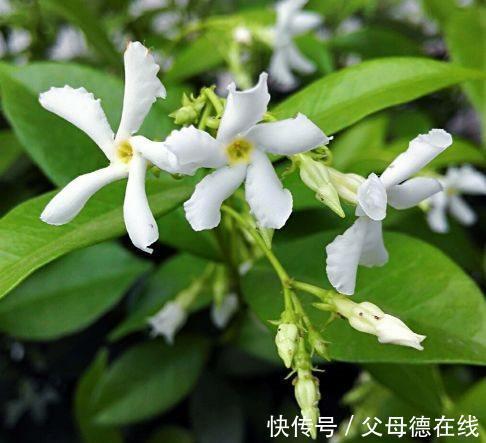 玉簪花|农历十一月大雪过后，养什么花？家里养3种花，事业有成家庭美满