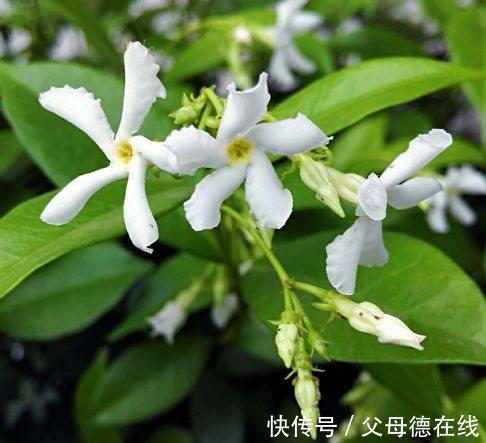 玉簪花|农历十一月大雪过后,养什么花?家里养3种花,事业有成家庭美满
