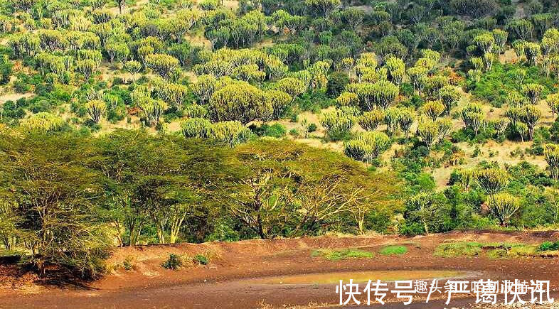 丹尼斯|别看肯尼亚人成天懒懒散散，靠着旅游业和鲜花产业过得很滋润