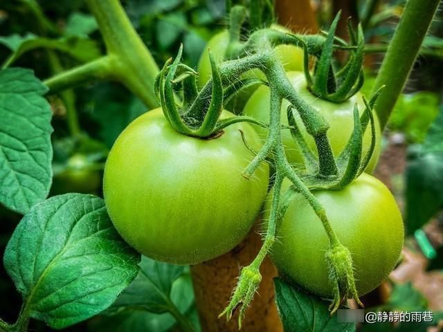 怀念|怀念青涩的番茄