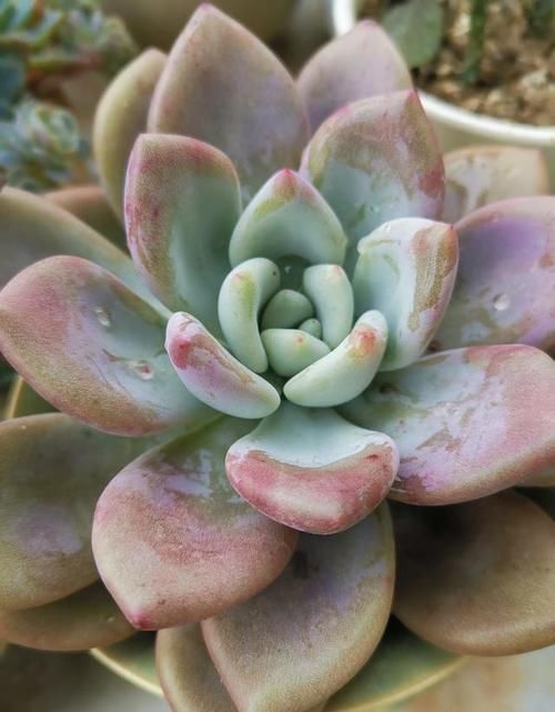 买一盆几百块甚至上千块的多肉老桩是一种怎样的体验?