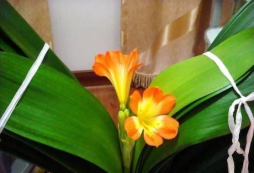 碰到君子兰夹箭不要慌,棉签擦一擦花心,花箭生长效果明显