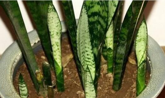 养文竹就要“狠”,黄叶枯枝直接剪,套个袋重新变成小树林