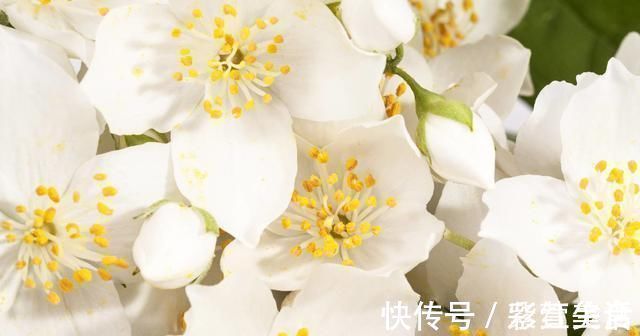 花旺|婆婆养茉莉花，从不施肥，只浇“2种水”，茉莉枝健、叶绿、花旺