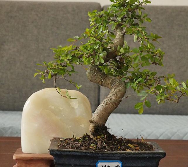 盆景榆树冬季黄叶,落叶,不是好事