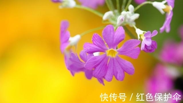 旧爱|在5天后，桃花从天降，姻缘不断，旧爱回眸的四大星座，复合成功