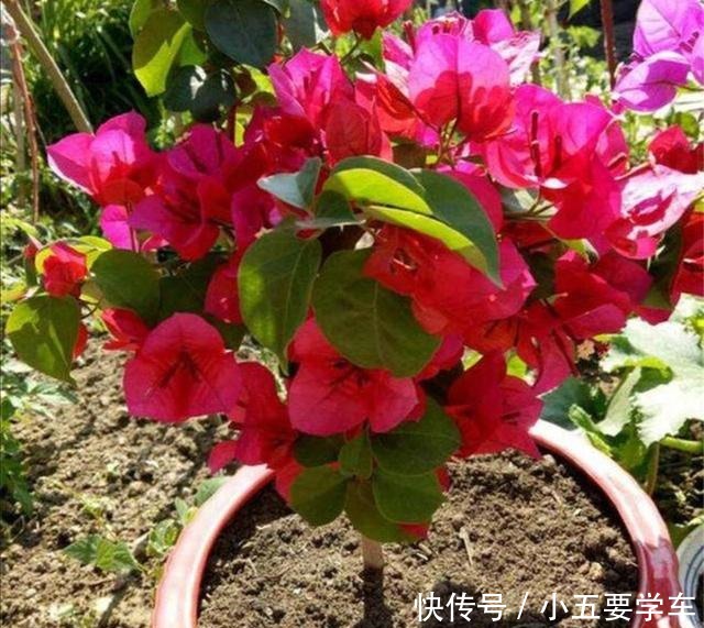 家里养的三角梅,花后给它做好4件事,用不了多久就能再次开花!