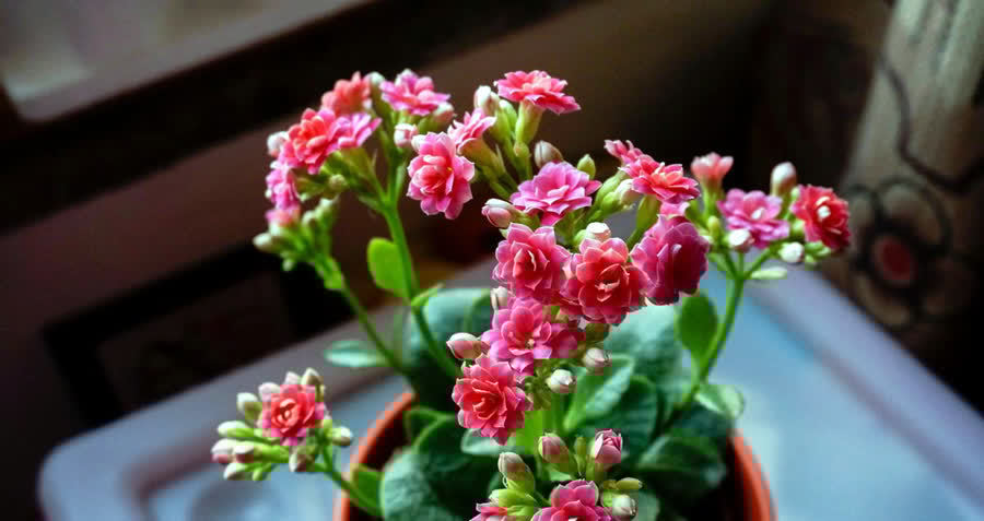 花草老桩有姿态,这些植物不适合老桩,我分析原因供你参考