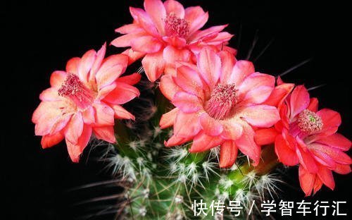 新手养花不知道怎么选?这三种号称”养不死“的花,你喜欢吗