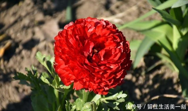 三伏天最能“开”的5种花,不惧高温,花开不断!