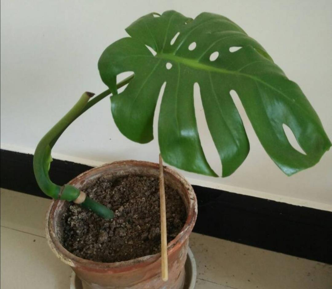 生根|养龟背竹，这个位置“切一刀”，一盆能变多盆