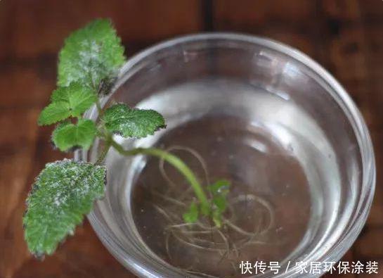 浸泡|“扦插”不生根给它放点“调料”，枝条泡一泡，3天冒出大白根