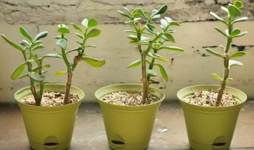 不用羡慕乡村景色了，楼房养花一样能养眼、修身养性