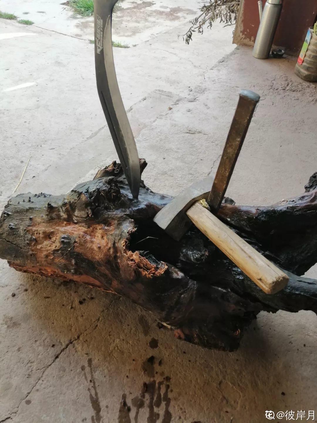 山上捡个大树桩,火烤一遍种多肉,3天服盆1年变老桩!