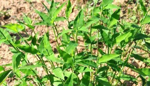 荩草|只有老农民才认识的这种野草,长得像竹叶,如今20元一斤成稀罕