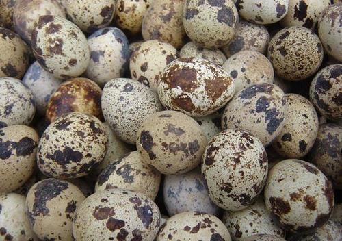 鹌鹑蛋有什么营养，适合什么人吃？