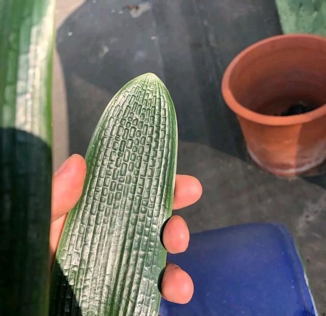 生根|白糖在养君子兰上好处多，根旺叶绿油，开花爆盆不夹箭，知道太晚