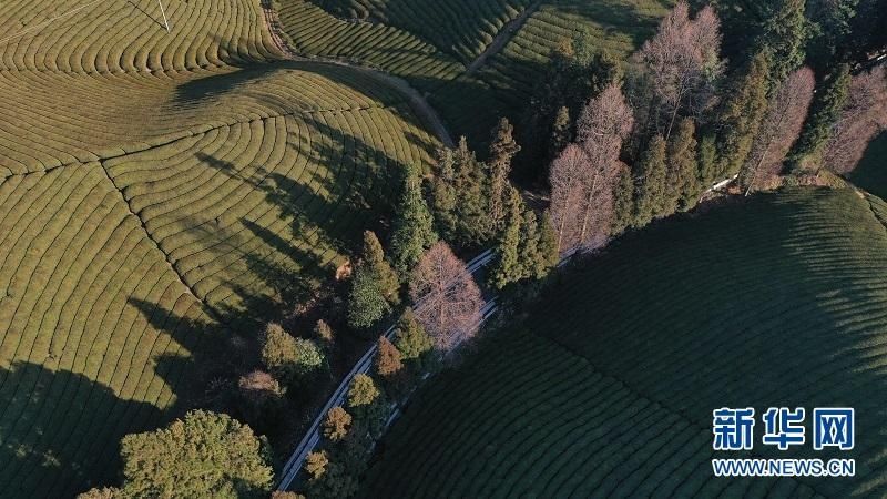 卡帕|湖北鹤峰：空中鸟瞰景观茶园