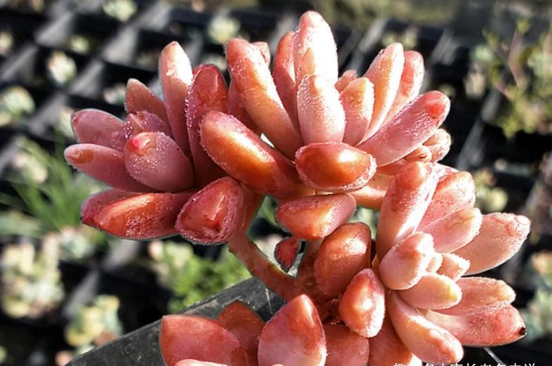 多肉|多肉秋丽养徒长了怎么办？夏天可以直接扔到外面去暴晒吗？