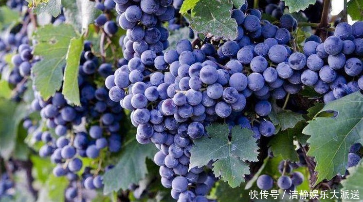 肝毒|肝毒“最怕”以下4种水果，经常吃一点，养肝排毒，效果显著