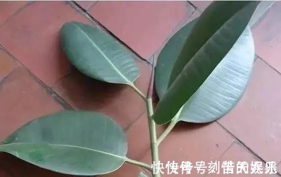 养花爱好者看过来这15种花现在“扦插”,生根快,一个周就长芽