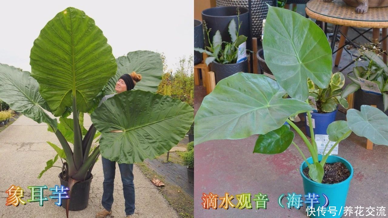 叶子|10多块一块象耳芋大块茎，快速养成室内大型观叶植物