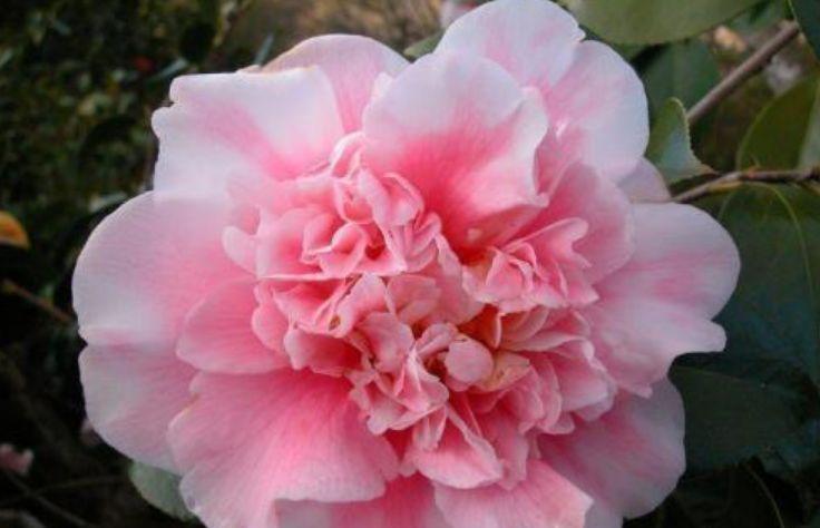 农历|农历7月16日开始,养这几款植物,花色绚丽夺目,开花美长势旺