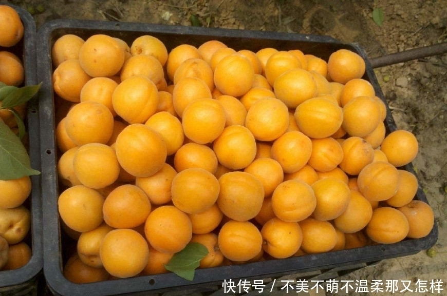 水果|它才是5月水果之王，吃软不吃硬，维生素含量高，不吃太可惜了