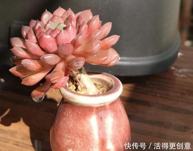 一个盆种一棵多肉好，还是拼盘好记住一点，壮又美，长爆盆！