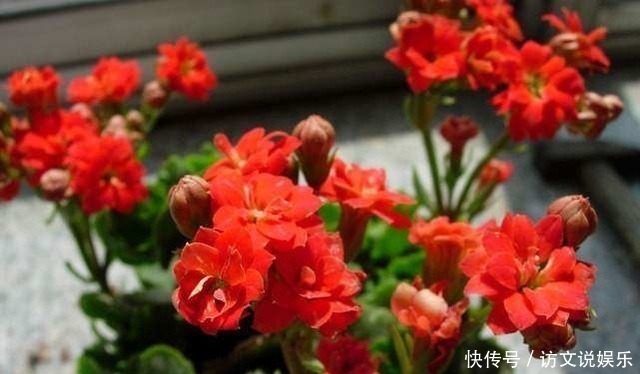 葱皮|家居养花花盆里放入这三种自制花肥,准保爆盆!